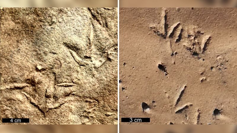 Vogelachtige voetafdrukken van mysterieuze dieren uit het Trias dateren 60 miljoen jaar ouder dan de eerste vogelfossielen