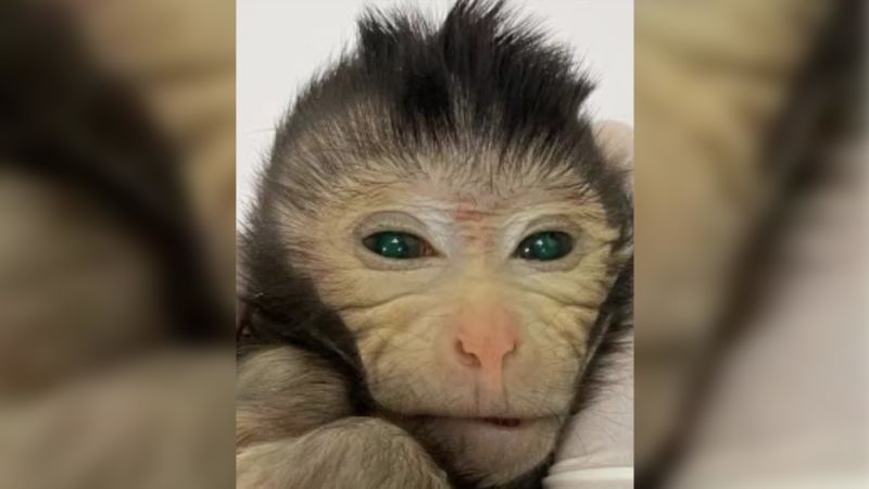 Wetenschappers hebben een chimere aap gemaakt met twee sets DNA
