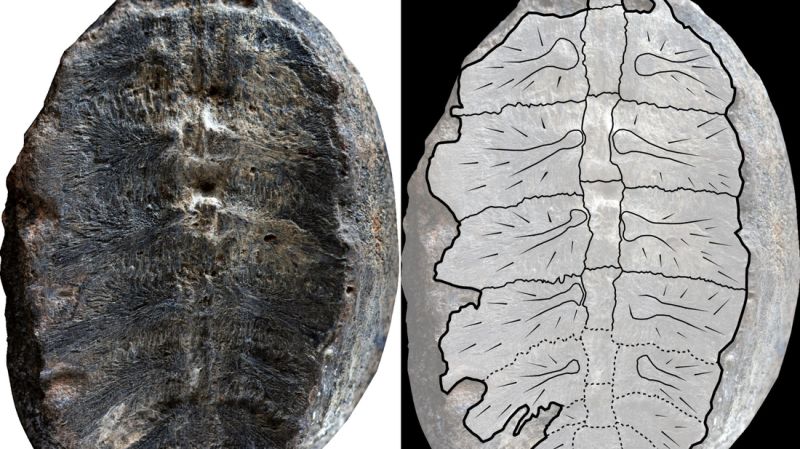 De oude schildpadsoort 'Turtwig' werd ontdekt nadat het fossielenmysterie was opgelost