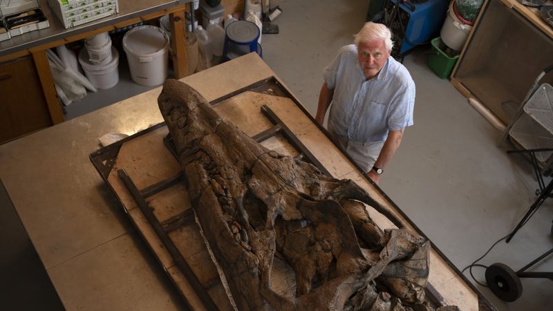 Gigantische pliosauriërschedel van een zeemonster gevonden aan de Jurassic Coast