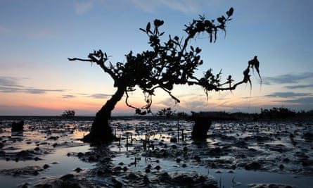 Een vernietigde mangroveboom verschijnt aan de schemerhorizon in Ujung Banku, Banda Atjeh, Indonesië.