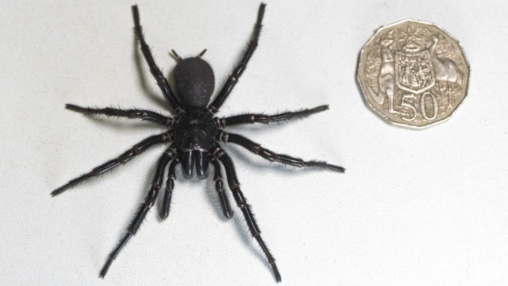 Australië: Het grootste mannelijke exemplaar van de giftigste spinnen ter wereld is gevonden