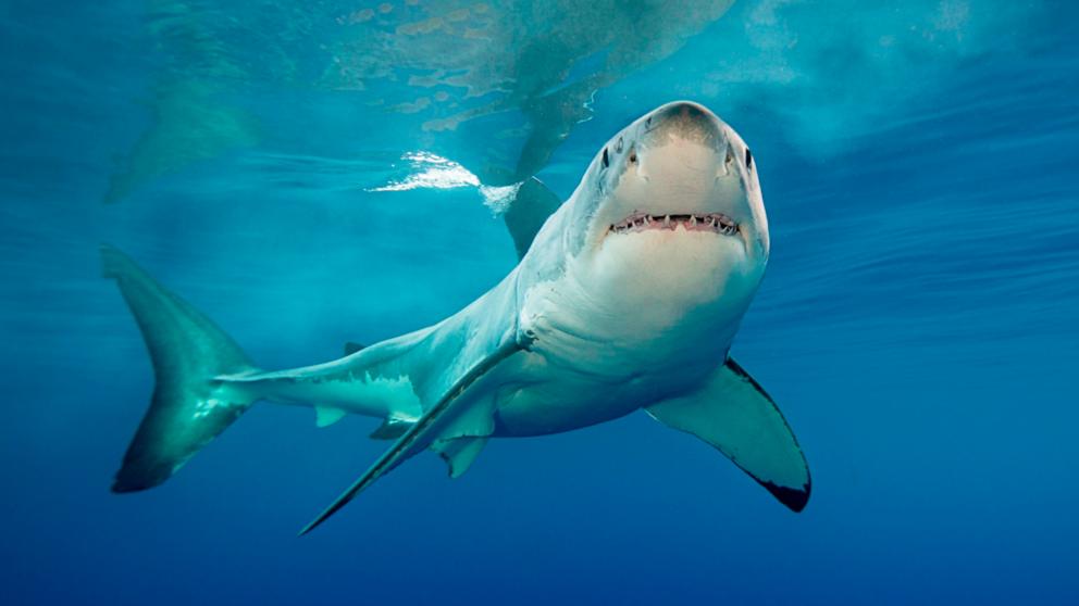 De allereerste beelden van een pasgeboren grote witte haai zijn vrijgegeven