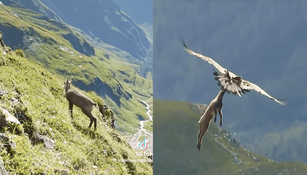 Een steenarend grist een babygeit van de top van een klif en neemt hem in hoge vlucht mee