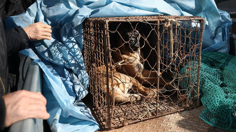 Zuid-Korea keurt een wetsvoorstel goed om het eten van hondenvlees te verbieden, waarmee een einde komt aan een controversiële praktijk nu consumentengewoonten veranderen