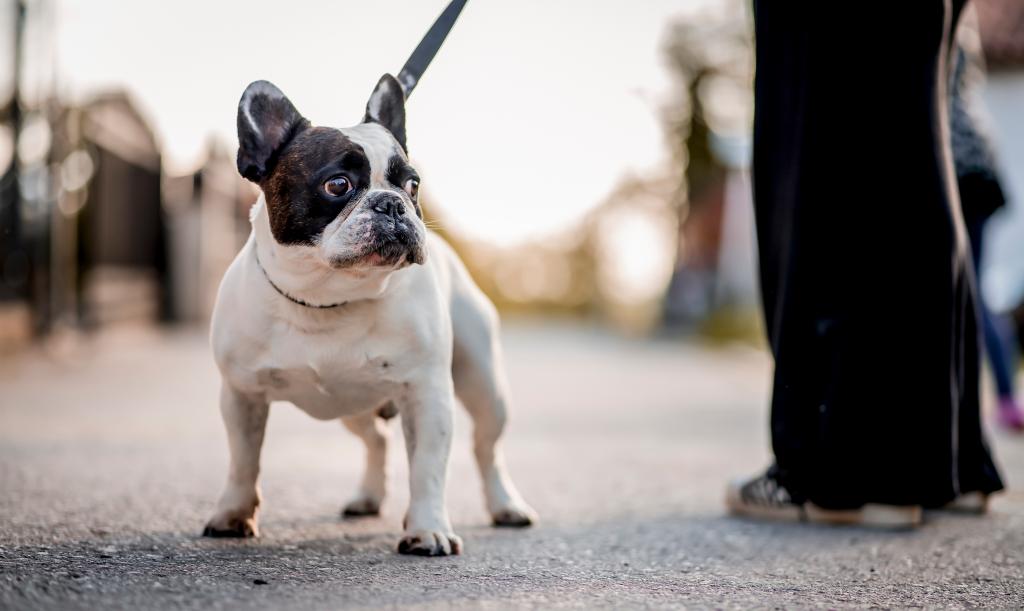 Dit fysieke kenmerk zal onthullen hoe lang uw hond zal leven: Studeer