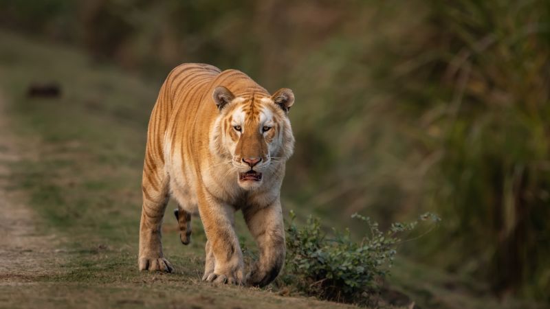 Waarom baart natuurbeschermers zorgen over de opnames van een zeldzame 'gouden' tijger in India?
