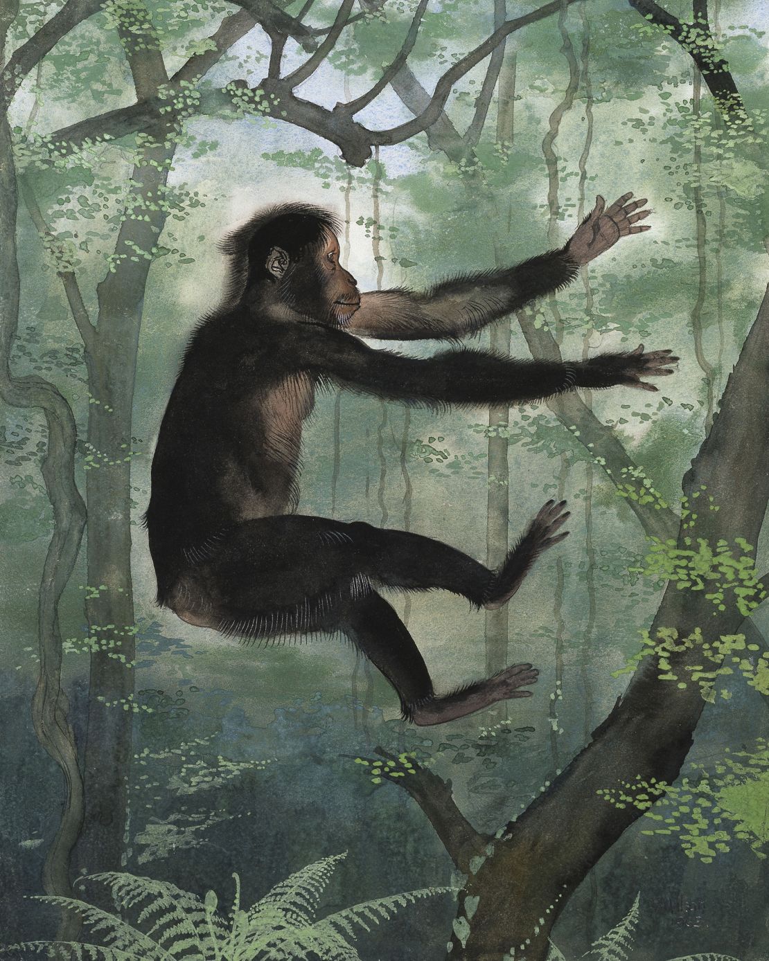 Uit fossielen blijkt dat de oude primaat Proconsul africanus, weergegeven in de afbeelding hierboven, in bomen zonder staart leefde.