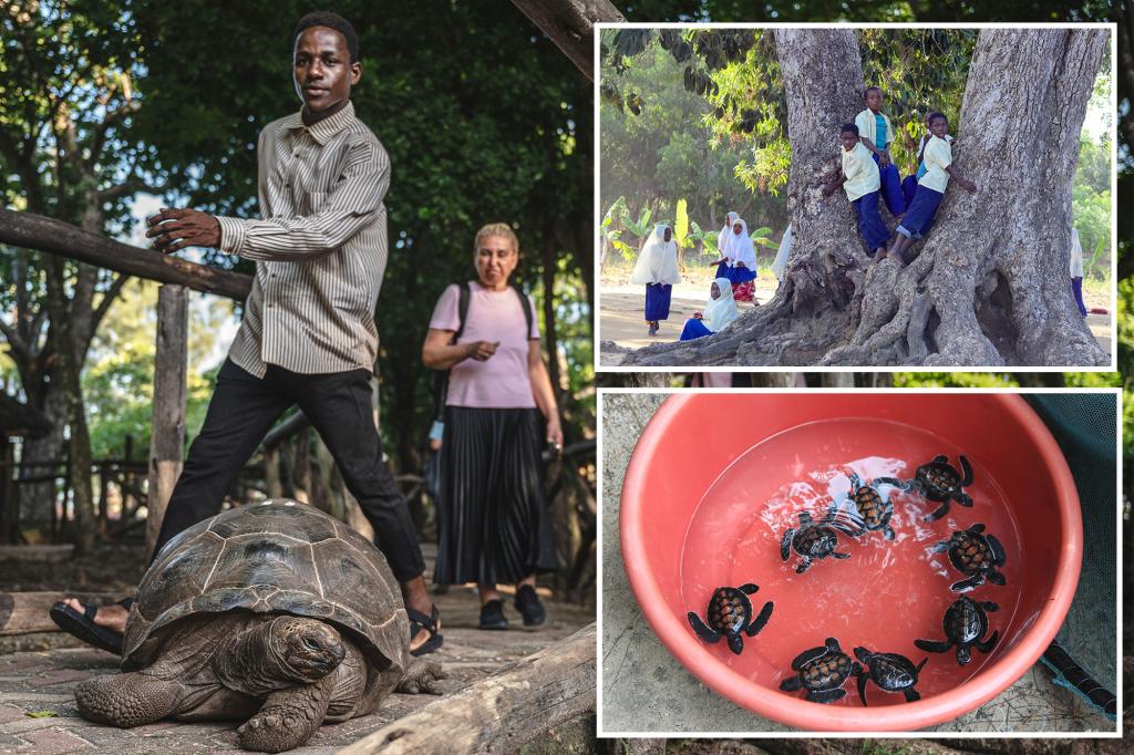 Acht kinderen en één volwassene stierven door ziekte na het eten van zeeschildpaddenvlees op een afgelegen Afrikaans eiland