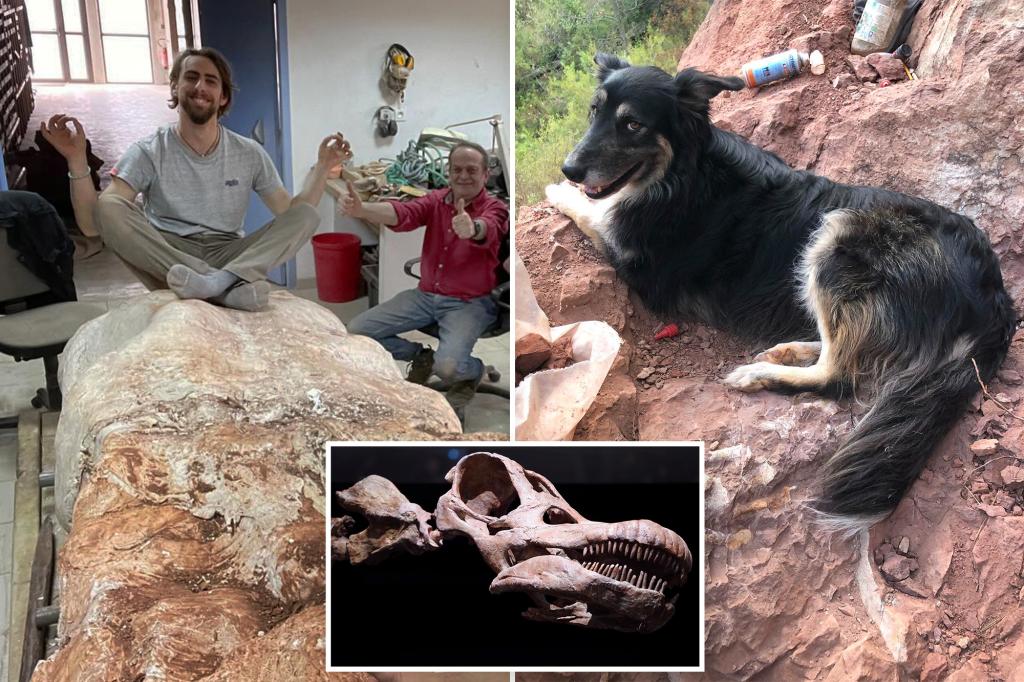 Een Fransman vond tijdens het uitlaten van zijn hond een dinosaurusfossiel