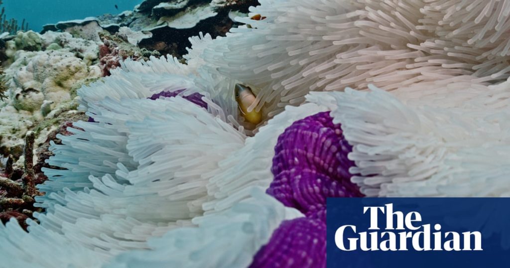 Het Great Barrier Reef lijdt aan de 'ernstigste' koraalverbleking ooit, terwijl beelden schade op 18 meter diepte laten zien |  Klimaat crisis