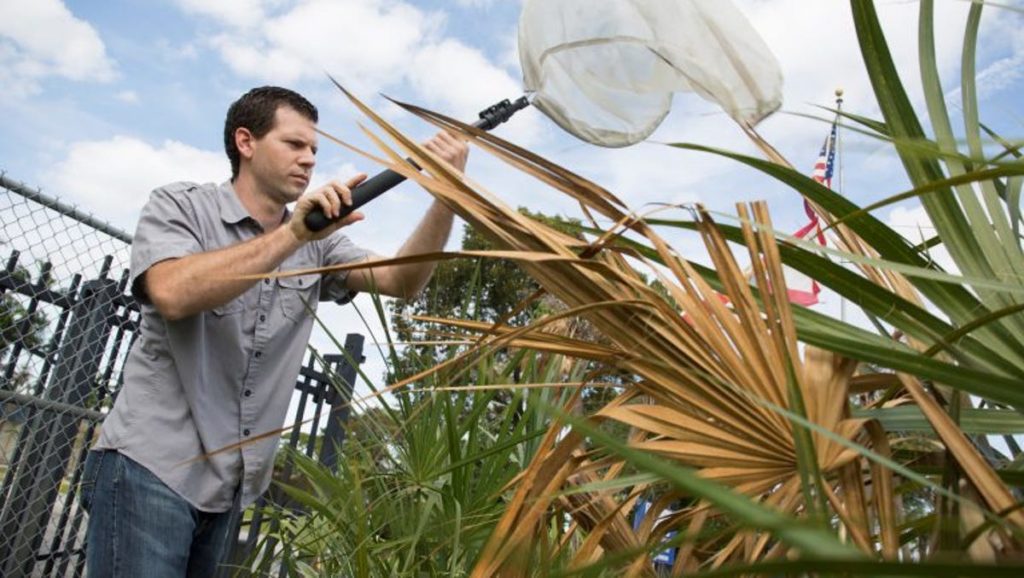 UF-wetenschappers hopen de dodelijke bronzingziekte in palmbomen in Florida te stoppen