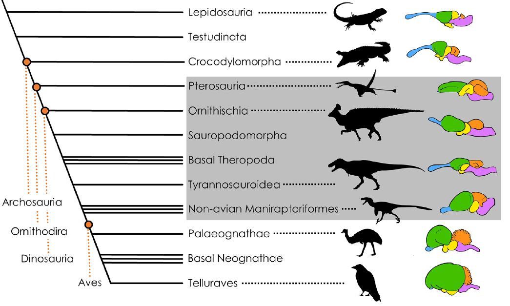 Boom van relaties tussen reptielen, dinosaurussen en vogels, evenals de complexiteit van hun hersenen
