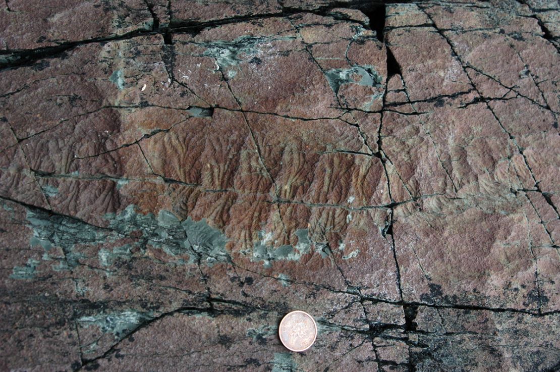 Een 565 miljoen jaar oud fossiel van een Ediacaran-dier, genaamd Fractofusus Misrai, is gevonden in de False Point-formatie in Newfoundland, Canada.