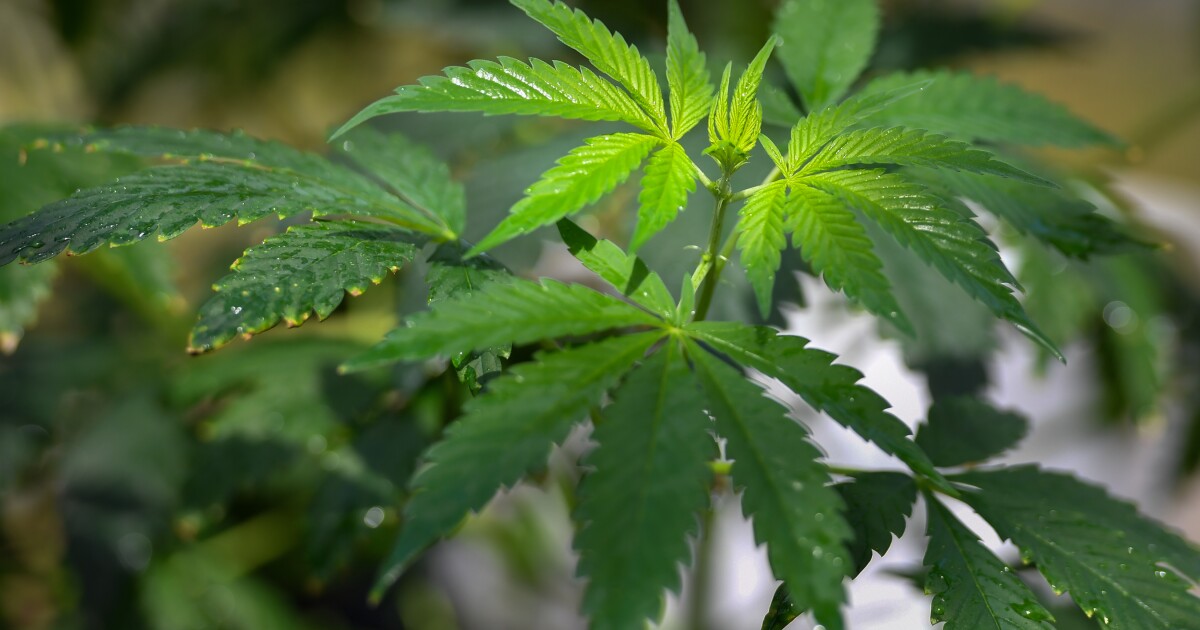 Pa. Wetgevers hebben nieuwe recreatieve cannabisvoorstellen naar voren gebracht