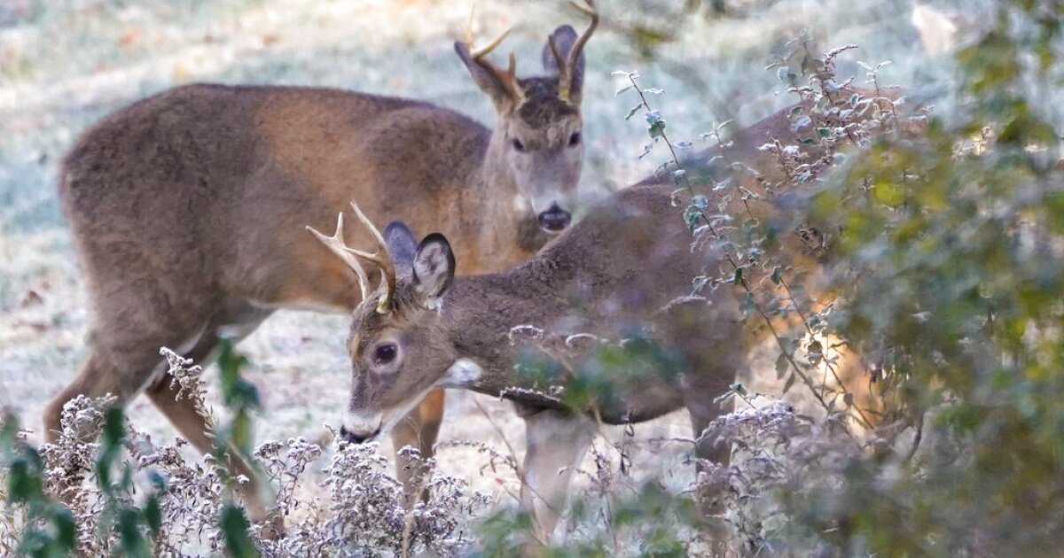 Pennsylvania Game Commission kondigt extra jachtdata aan als zondagverbodsliften