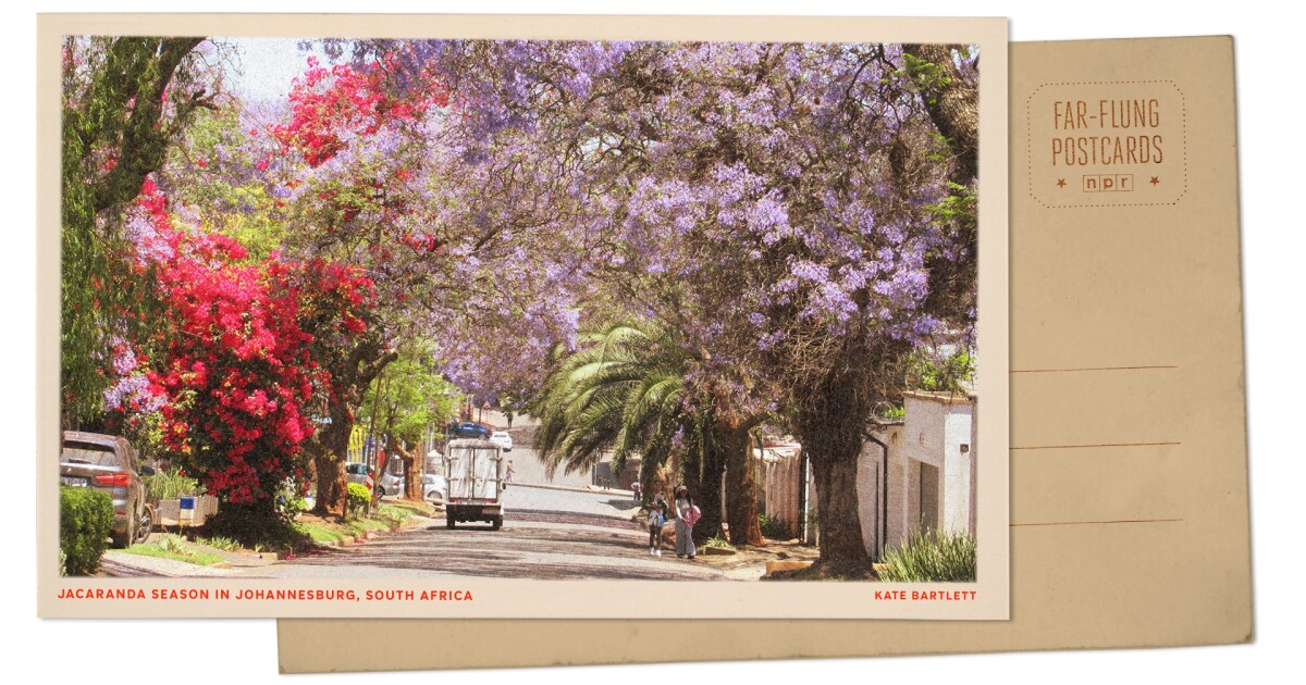 Groeten uit Johannesburg, Zuid-Afrika, waar de lente barst van de jacaranda-bloei