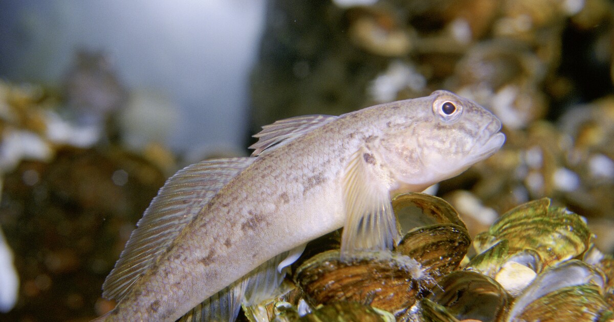 Hulp gezocht: Stop de verspreiding van invasieve grondelvissen in Pa.