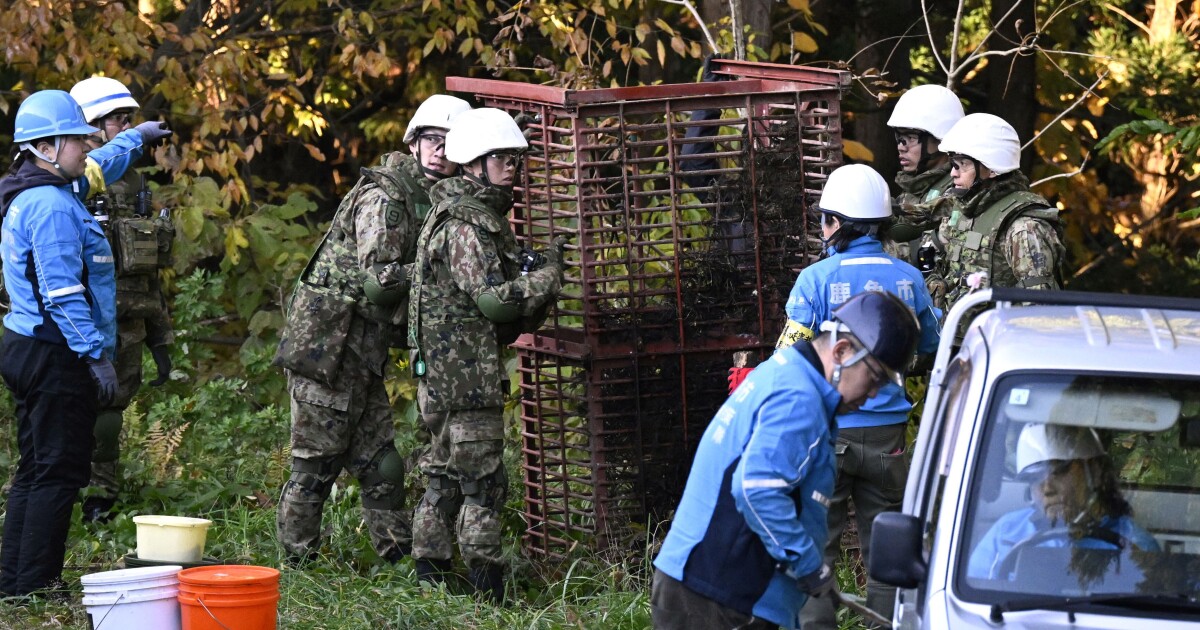 Japan zet het leger in om een ​​golf van berenaanvallen tegen te gaan