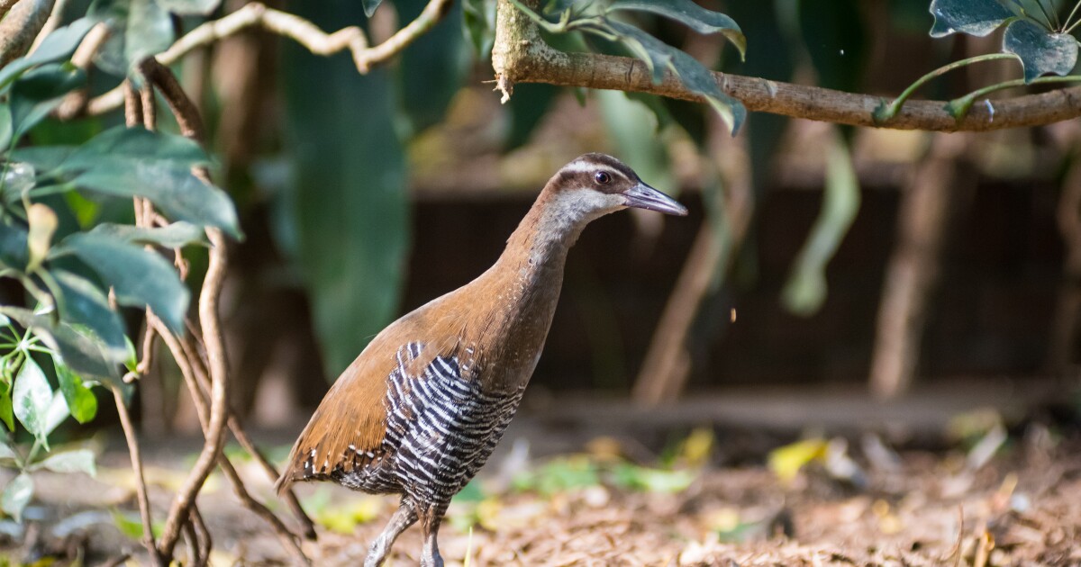 Pittsburgh's National Aviary stelt $25.000 veilig om bedreigde vogels te helpen
