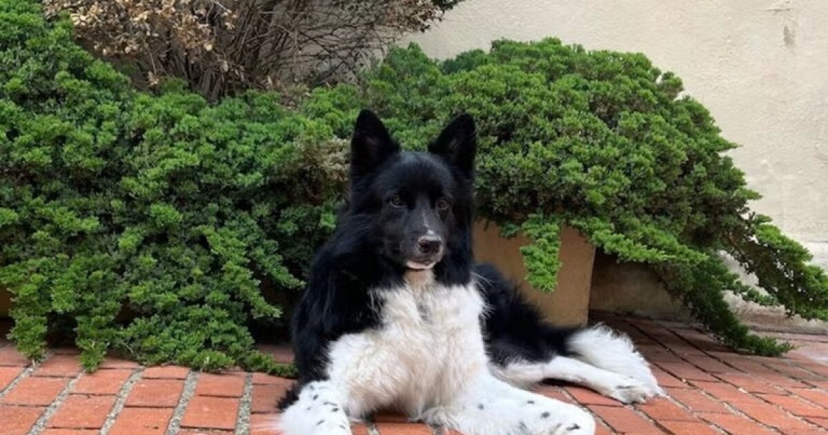 Schokkende trottoirs: waarom smeltende sneeuw problemen kan opleveren voor honden