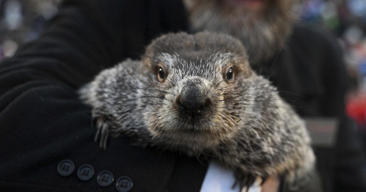Viraal lied onderzoekt de complexe relatie van Punxsutawney Phil met onsterfelijkheid