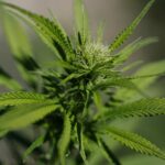 Het schaarse bewijs dat cannabis psychische aandoeningen kan behandelen, benadrukt de onderzoekskloof