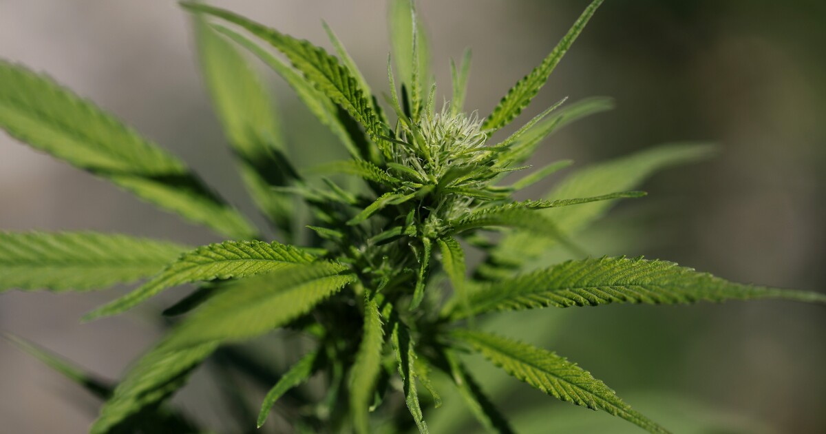 Het schaarse bewijs dat cannabis psychische aandoeningen kan behandelen, benadrukt de onderzoekskloof