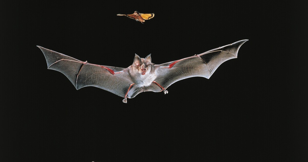 Het vaccineren van vleermuizen kan goed zijn voor mensen. Maar hoe vaccineer je een vleermuis?