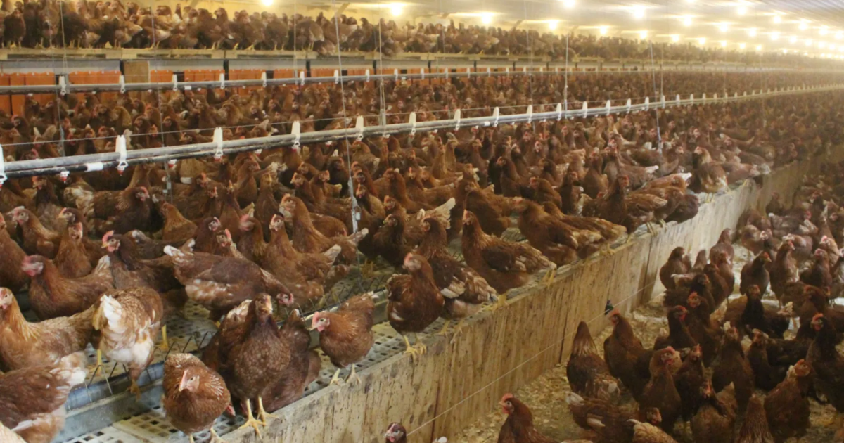 Landbouwfunctionarissen in Pa. proberen de piek in gevallen van vogelgriep tegen te gaan; De afgelopen weken stierven 7 miljoen vogels