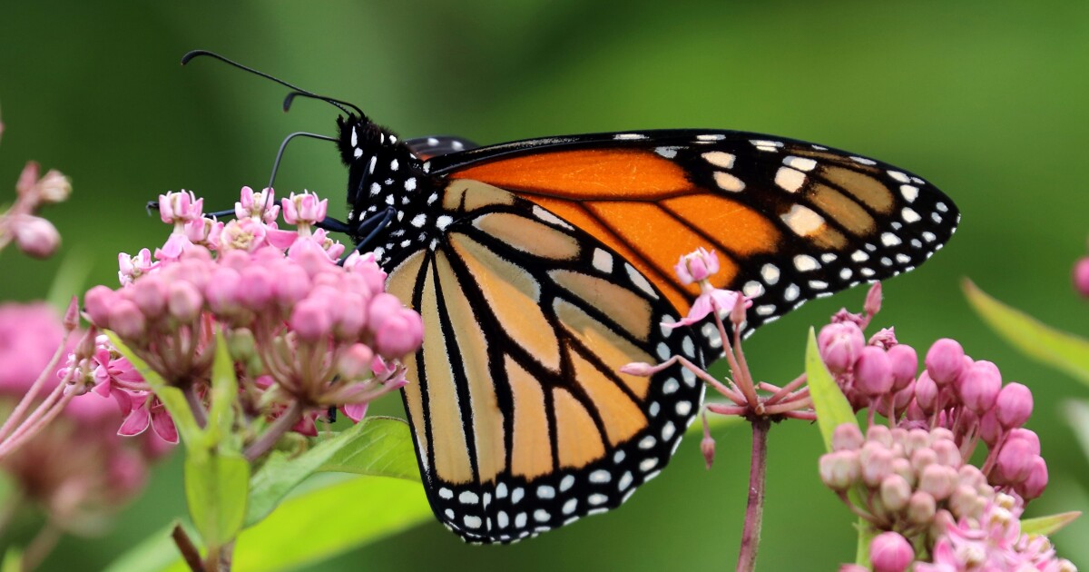 Monarchvlinders en Hellbender-salamanders wachten op de bescherming van bedreigde diersoorten