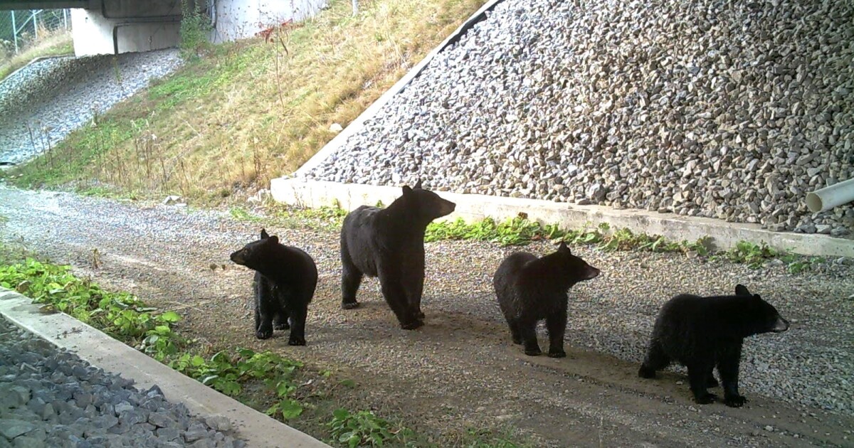 Pa.-agentschappen om samen te werken aan een plan voor de hele staat voor corridors voor wilde dieren