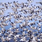 Rauwe 'vogeltornado' landt in Pennsylvania terwijl sneeuwganzen jaarlijks naar de Noordpool vliegen