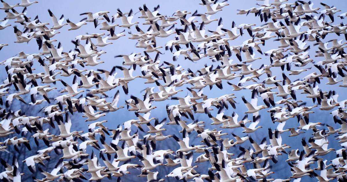 Rauwe 'vogeltornado' landt in Pennsylvania terwijl sneeuwganzen jaarlijks naar de Noordpool vliegen