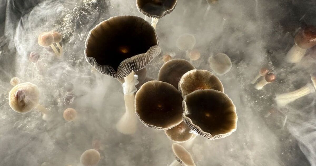 Uit nieuw onderzoek blijkt dat een dosis psilocybine rokers helpt stoppen