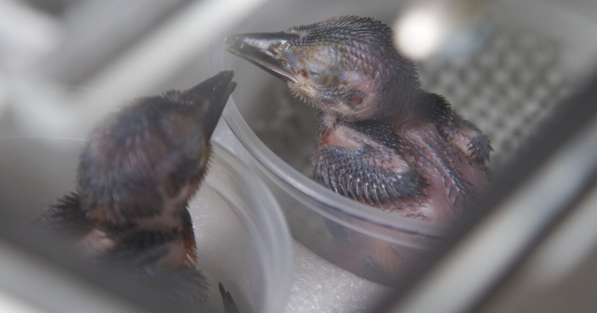 Vogeleducatiecentrum bereidt zich voor op een vlucht in Pittsburgh