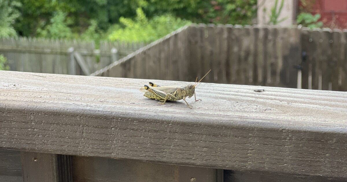 Congreslid Summer Lee dient een wetsvoorstel in om de buitenschoolse ruimtes te verbeteren