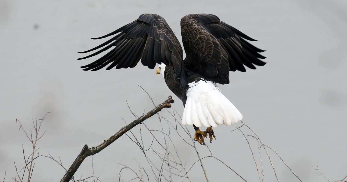De vogelgriep heeft in de VS duizenden vogels gedood. Pennsylvania bevindt zich in het epicentrum.