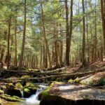 Natuurbeschermingsprojecten in de omgeving van Pittsburgh krijgen subsidies om dieren in het wild en het klimaat te helpen