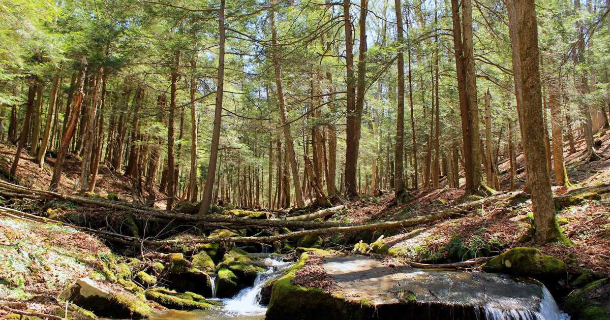 Natuurbeschermingsprojecten in de omgeving van Pittsburgh krijgen subsidies om dieren in het wild en het klimaat te helpen