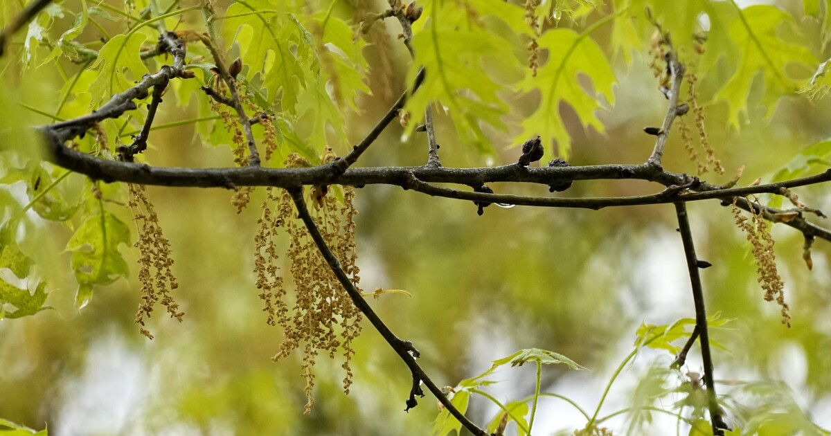 Niezen, loopneus, jeukende ogen: Allergiesymptomen beginnen eerder met klimaatverandering