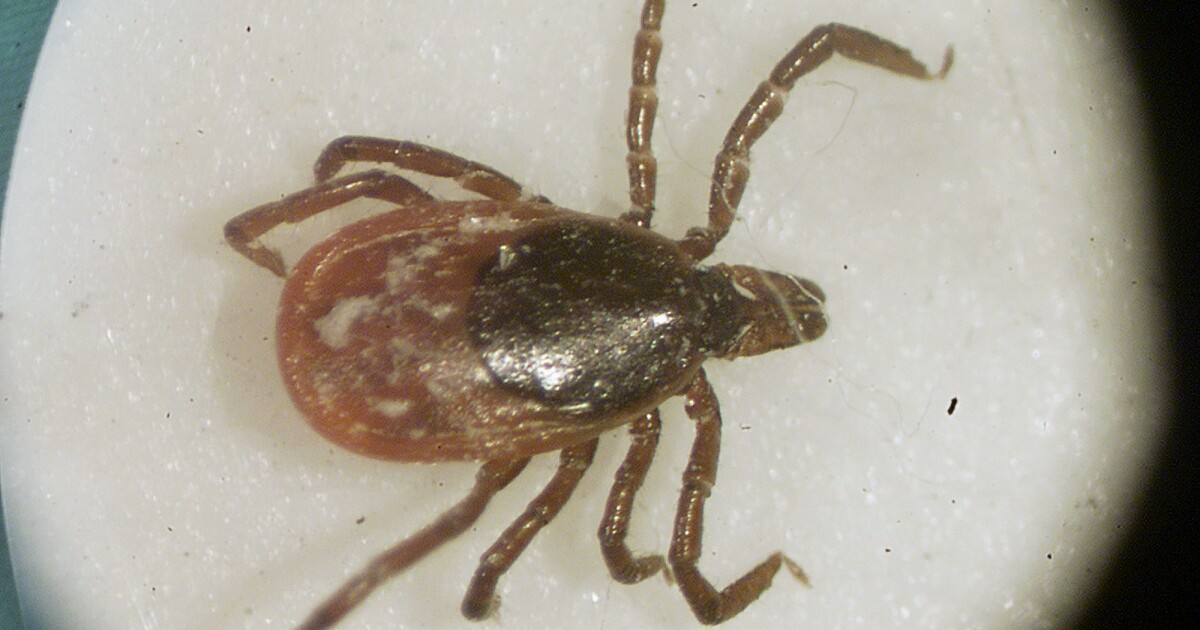 Teken zijn de bedreiging in de achtertuin die huiseigenaren in het zuidwesten van Pennsylvania blijven negeren