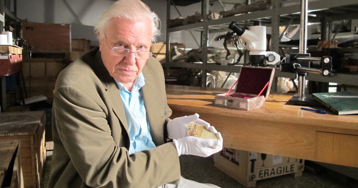 David Attenborough viert zijn 100ste verjaardag