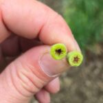 De fruitgewassen in Pennsylvania zijn gedecimeerd door het warme april en harde vorst