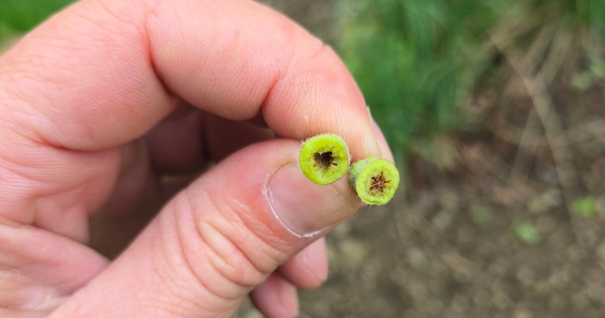 De fruitgewassen in Pennsylvania zijn gedecimeerd door het warme april en harde vorst