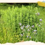 Een gids om uw gazon om te vormen tot een natuurvriendelijke tuin