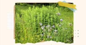 Een gids om uw gazon om te vormen tot een natuurvriendelijke tuin