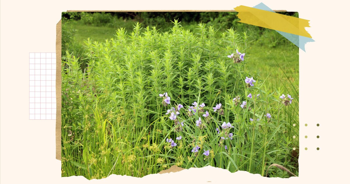 Een gids om uw gazon om te vormen tot een natuurvriendelijke tuin