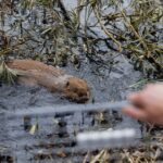 Nu de overstromingen steeds erger worden, probeert Groot-Brittannië een nieuwe oplossing: bevers
