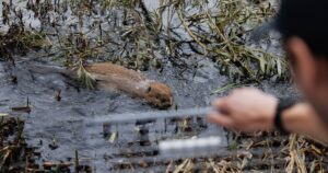 Nu de overstromingen steeds erger worden, probeert Groot-Brittannië een nieuwe oplossing: bevers